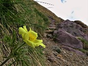 Spettacolo di fiori e marmotte sui sentieri per i Laghetti di Ponteranica – 18magg22  - FOTOGALLERY